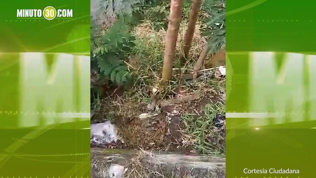 Reportan aparición de caracoles africanos y contaminación en Ciudad Bolívar