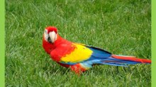 Parrots  鸚鵡