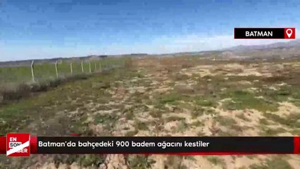 Batman’da bahçedeki 900 badem ağacını kestiler