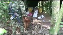 En Urabá han incautado 11 mil kilogramos de droga