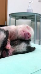 Sleeping Micro Pig Siblings Cuddle