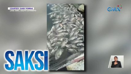 Nasa 1,000 kilo ng tilapia, nangamatay; mga negosyante, nag-emergency harvest na | Saksi