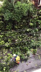 Un árbol cayó sobre un carro y tumbó dos postes de energía en Campo Valdez 1