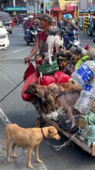 Homeless Man with Lots of Animals Asking Questions