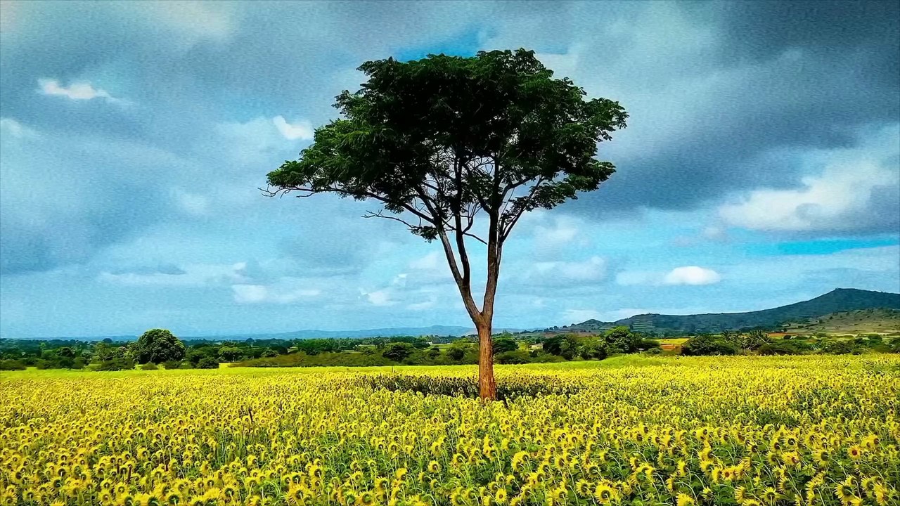 Tree in green field slow motion