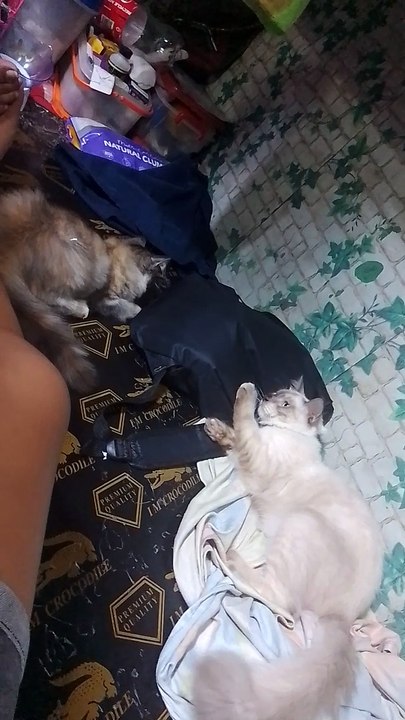 cute cats