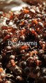 La fourmis kamikaze ?! TOP 3 des comportements les plus impressionnants chez les fourmis !