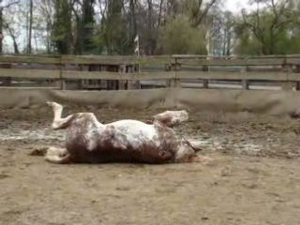 roulade de jack