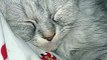 ASMR Cat Purring | Cute Cat Sleeping