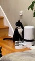 Cats Hack Automatic Feeder