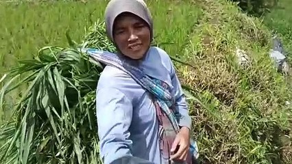 KAMPUNG DI ATAS GUNUNG