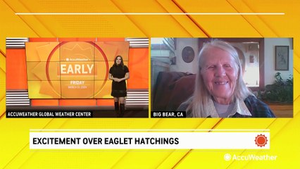 Excitement over eaglet hatchings grows