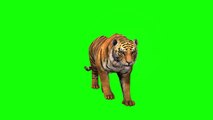 free green screen, animals, tiger, chroma key, 3d animation, 4K, hd
