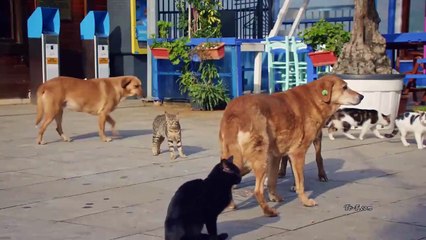 مسلسل الغدار الحلقة 7 القسم الثاني