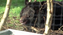 Urso escapa da guerra na Ucrânia e ganha novo lar na Escócia