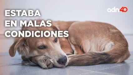 ¡"Canela" fue rescatada! Vivía en malas condiciones