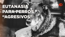 Eutanasia en perros 