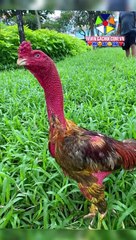 Xám Cuồng Phong: Tựa game hành động hấp dẫn