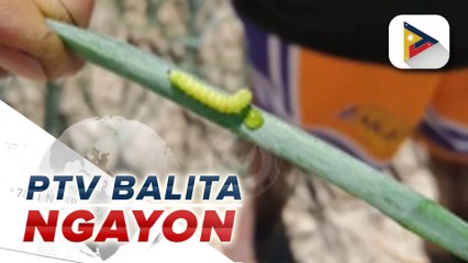 BPI, nag-ikot sa mga lugar na nakaranas ng peste sa sibuyas