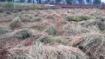 बेमौसम बारिश से फसलें आड़ी पड़ी