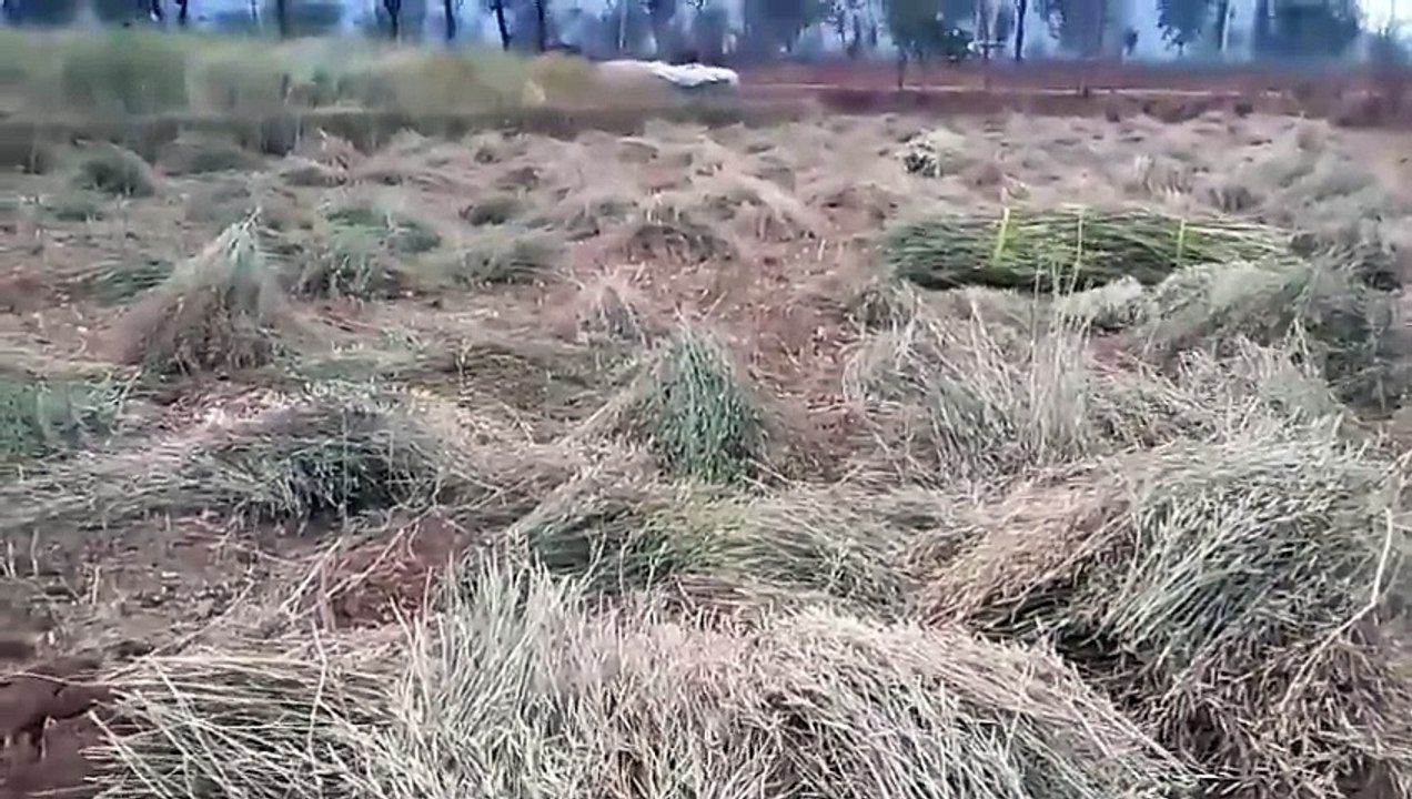 बेमौसम बारिश से फसलें आड़ी पड़ी