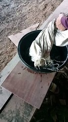 fresh fish from the fishpond