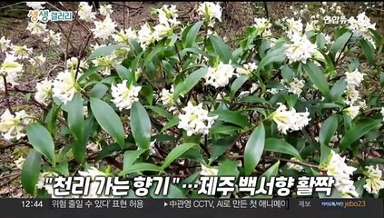 [생생갤러리] "천리 가는 향기"…제주 백서향 활짝 外