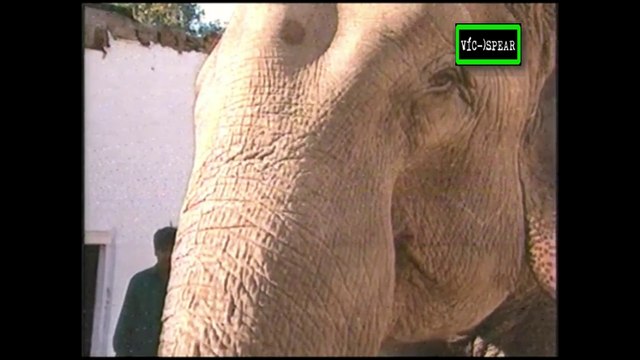 Diarios de la India: la Guerra de los elefantes (Documental 2000) Español Latino *Ep. 1