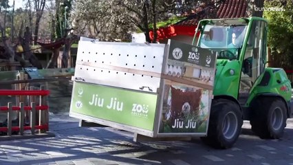 شاهد: عائلة باندا عملاقة تغادر إسبانيا إلى الصين