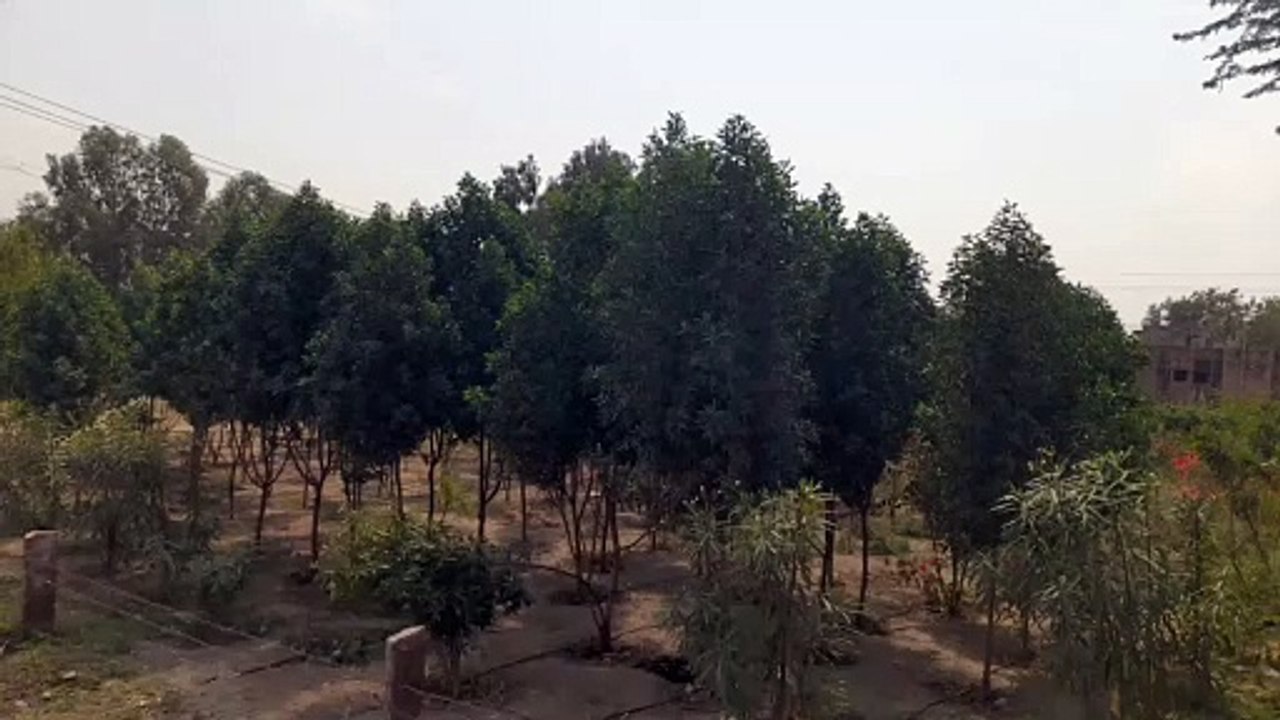 plantation: एक साल पहले लगाए थे 2000 पौधे...अब...