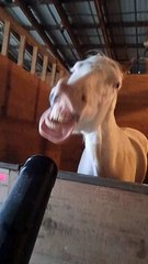 Hilarious Hindi Short Comedy Video 😂 | Non-Stop Laughter