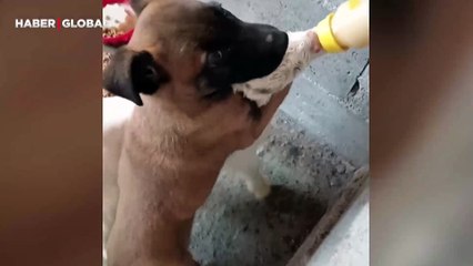 Köpeğin bebek keçinin süt içmesine yardım ettiği anlar duygulandırdı: Bitene kadar bekledi