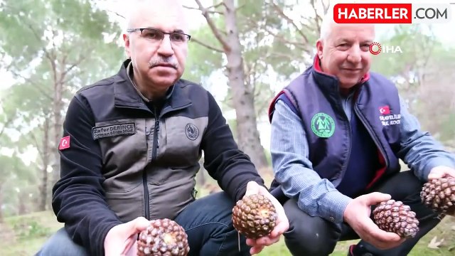 Kozalak verimi yüzde 20'den yüzde 60'a çıktı 'Dumansız fabrika' Kozak Yaylası'nda yüzler gülüyor