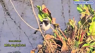White Wagtail Diet
