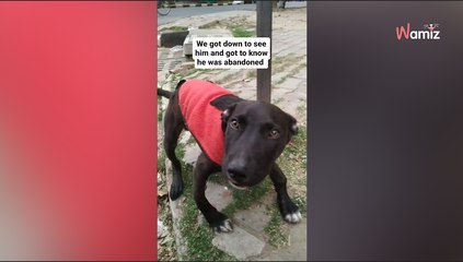 Les sauveteurs repèrent un chiot attaché : dès qu'il se lève ils comprennent la raison de son triste sort