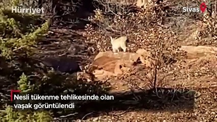 Nesli tükenme tehlikesinde olan 'ormanın hayaleti' Sivas'ta görüntülendi