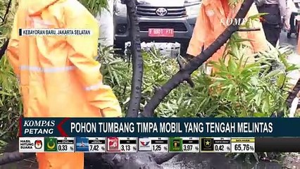 Pohon Setinggi 10 Meter Tumbang, Timpa Mobil yang Melintas di Kebayoran Baru