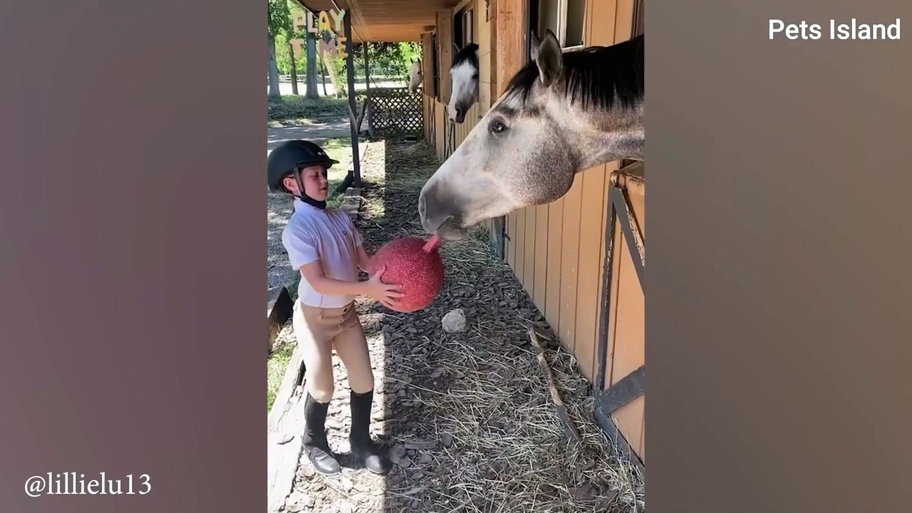 When God sends you a funny horse FUNNIEST HORSE EVER 2024!