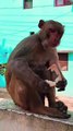 Monkey Shorts Video, Animal Shorts, Monkey Shorts, Funny Honuman Video #Animals#Viralvideo