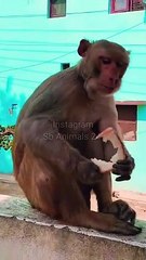 Monkey Shorts Video, Animal Shorts, Monkey Shorts, Funny Honuman Video #Animals#Viralvideo
