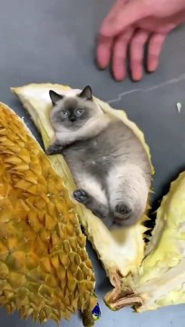 Cute Cats _ Funny Cats #cats #shorts #viral #pets #mmvcats