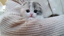 cute cat- best cats
