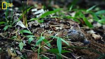 Deadly Snakes - Africa, हिन्दी डॉक्यूमेंट्री _ Wildlife documentary in Hindi