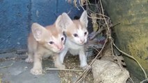 DEPRIVED of Food and Water: Kittens getting WEAKER.  meow cat rescue cats purr cat videos