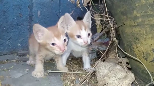 DEPRIVED of Food and Water: Kittens getting WEAKER. meow cat rescue cats purr cat videos