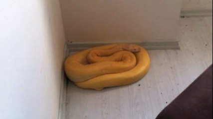 Kiracısının evine giren ev sahibi, albino pitonla karşılaştı