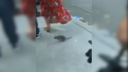 Rato invade coletiva do prefeito de Buenos Aires, na Argentina