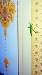 Surah Duha || سورۃ الضحیٰ || The Forenoon After Sunrise