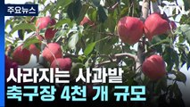 사과 비싼데...9년간 