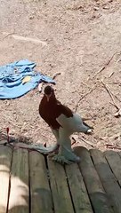 burung merpati yang langka